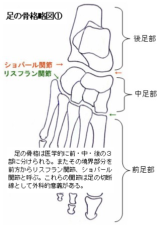 足の骨格略図