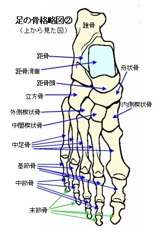 足の骨格略図２