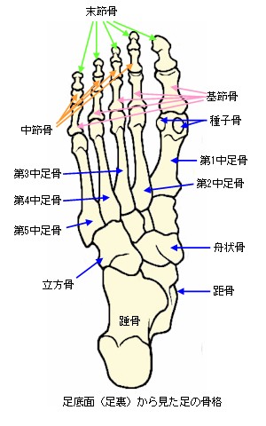 足の骨格を足底面から見た図