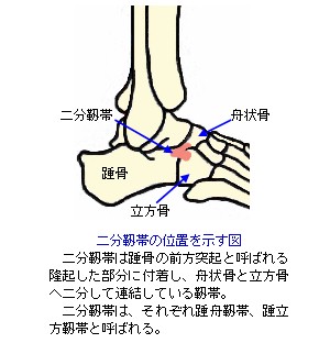 二分靭帯の位置を示す略図