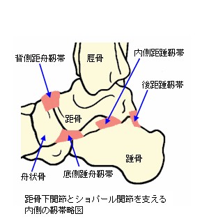 距骨下関節とショパール関節を支える内側靭帯