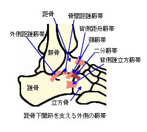 距骨下関節を支える外側靭帯略図