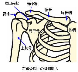 右鎖骨周囲の骨格図