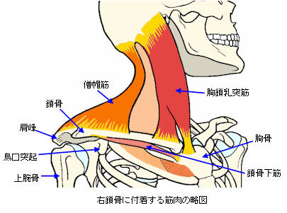 鎖骨に付着する筋肉の図