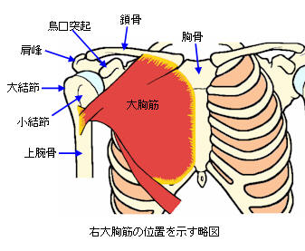 右大胸筋の図