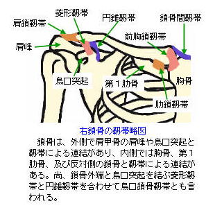 鎖骨の靭帯図