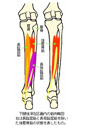 下腿後深在区画内の筋肉略図