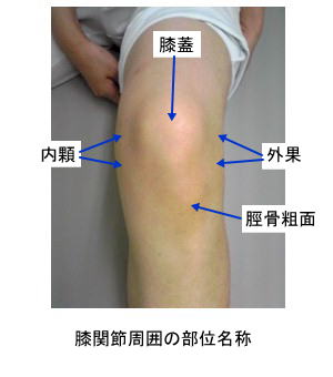 膝関節周囲の体表部位名称