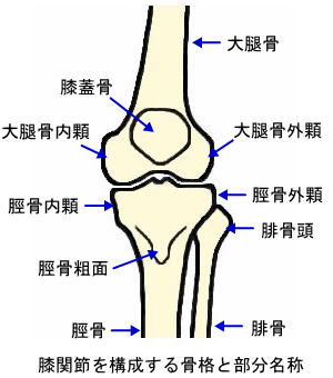 膝関節を構成する骨格