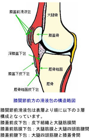 膝関節前方の滑液包の構造