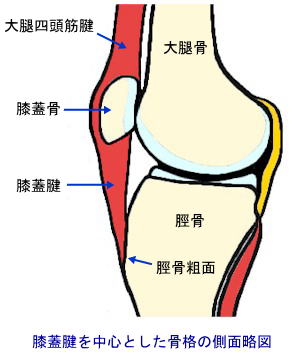 膝蓋腱とその周囲の骨格側面図