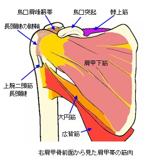 肩甲帯の筋肉・前面略図