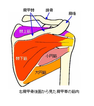 肩甲帯の筋肉・後面略図