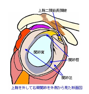 肩関節関節窩の構造略図