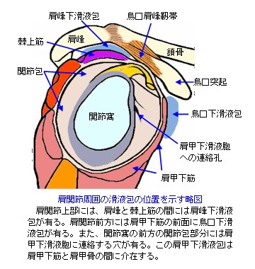 肩関節周囲の滑液包の位置を示す略図