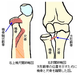 上橈尺関節の略図