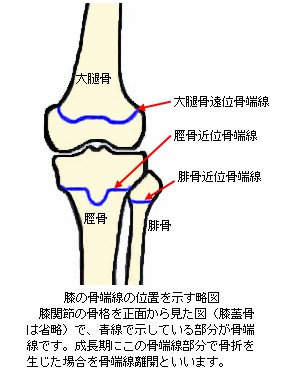 膝の骨端線