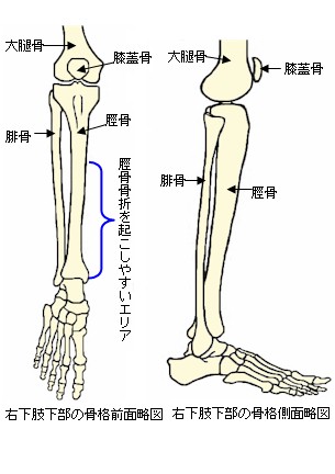 下腿骨の骨格略図