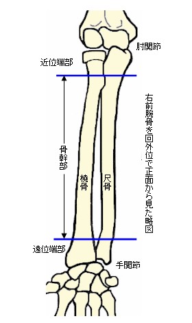 前腕骨の位置を示す用語