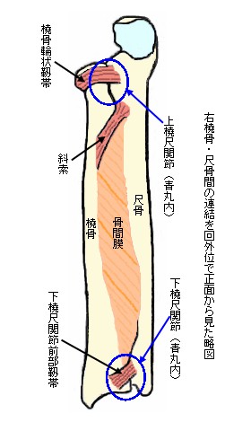 橈骨・尺骨間の連結を示す略図
