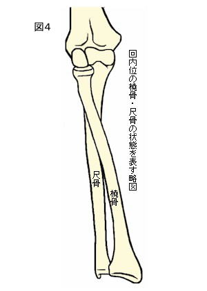 前腕回内位の骨格図
