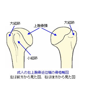 成人の上腕骨近位端骨格略図