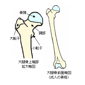 成人の大腿骨上端部