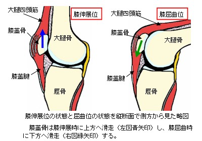 膝の屈伸運動断面略図