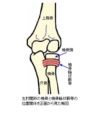 左肘関節の橈骨と橈骨輪状靭帯の略図
