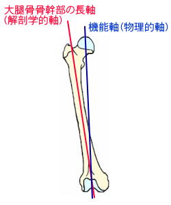 大腿骨の機能軸を示す略図