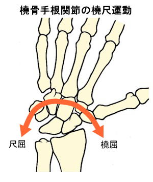 楕円関節〜橈骨手根関節の橈尺運動