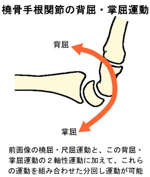 楕円関節〜橈骨手根関節の背屈・掌屈運動