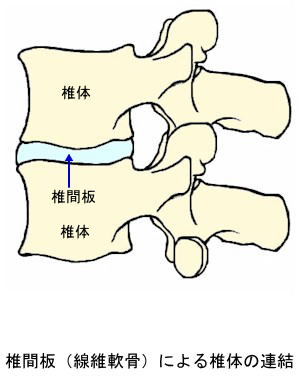 線維軟骨結合〜脊椎椎体間の椎間板