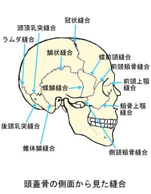 靭帯結合〜頭蓋骨の縫合