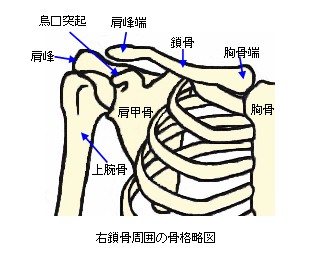 右鎖骨周囲の骨格略図
