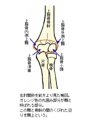 左肘関節前面骨格図