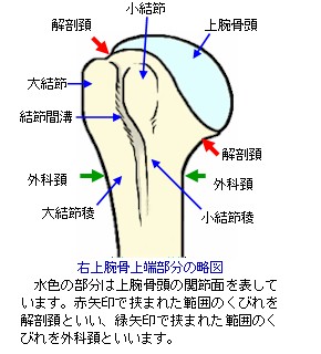右上腕骨上端部の略図
