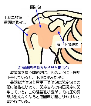 右肩関節を前方から見た略図１