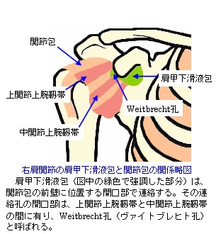 右肩関節の肩甲下滑液包と関節包の関係図