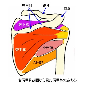 右肩関節を後方から見た肩甲帯の筋肉１