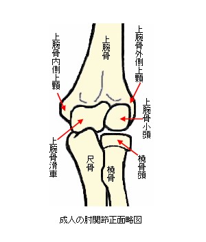 成人の肘関節正面略図