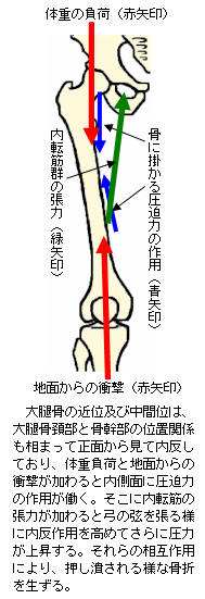 大腿骨骨幹部疲労骨折の発生力学2