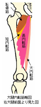 大腿内転筋の略図