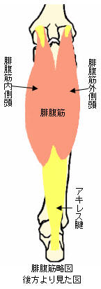 腓腹筋の略図