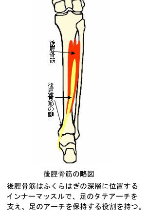 後脛骨筋の略図
