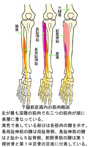 下腿前区画内の筋肉略図