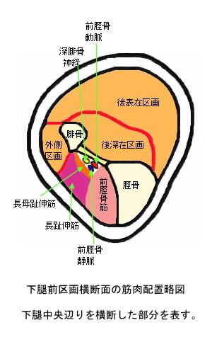 下腿前区画横断面の筋肉配置略図
