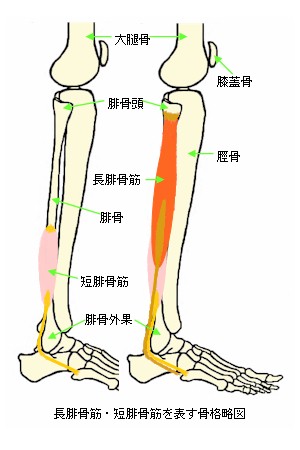 長腓骨筋と短腓骨筋を表す骨格略図