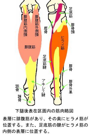 下腿後表在区画内の筋肉略図