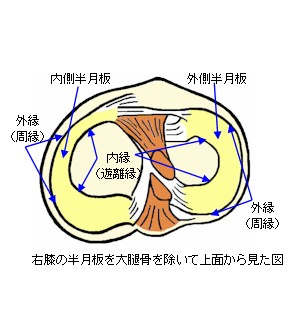 膝半月板を上面から見た略図